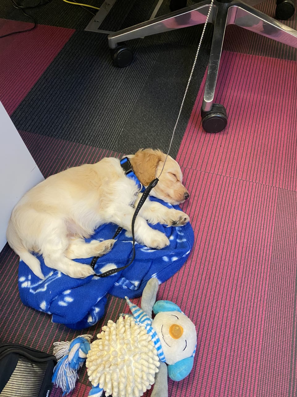 Ziggy sleeping under my desk